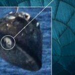 Artemis II kuumakaitsekilp uuritud – loe, mis selgus