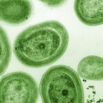 Baktereid asutakse juba looduskaitse alla võtma – parasiite veel mitte