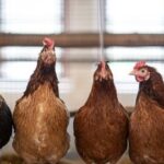 Eesti taluõuedel siblivatel kanadel on tugev sugulusside viikingite kanadega