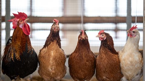 Eesti taluõuedel siblivatel kanadel on tugev sugulusside viikingite kanadega