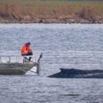 KAS UUS LOOTUSKIIR? ⟩ Küürvaala päästmiseks kaalutakse erakordset operatsiooni