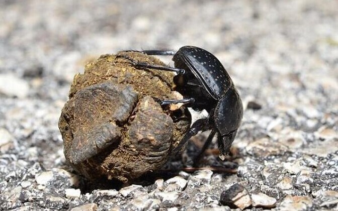 Keeleminutid. Üks õnnetooja mardikas