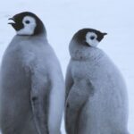 Kliimasoojenemine uputab Antarktikas keiserpingviinide poegi – liik kuulutati eriti ohustatuks