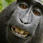 KORRALIK SKANDAAL ⟩ See ahv pööras autoriõiguse seadused pea peale – segadus pole siiani lõppenud