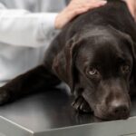 Kuidas ära tunda, et koer valu kannatab – siin mõned soovitused