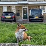 LISATUD VIDEOD ⟩ Rebasestki on saanud tavaline kaaslane linnades – kuidas see nii on läinud?