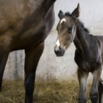 Maaülikooli teadlaste abil sündis Eesti esimene kloonitud varss