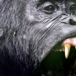 Need primaadid suudavad silmagi pilgutamata sõpru tappa – kas see on võti ka sõdivate inimeste mõistmiseks?