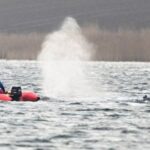 OTSEPILT ⟩ Küürvaala päästeoperatsioon katkestati – loom ujus ise minema