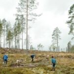 Rootsis tehti metsade kohta enneolematu avastus