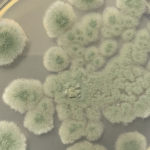 See seen on tõeline kosmosekangelane – Marsile selline sobiks