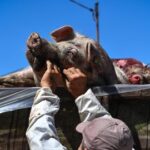 Sigade Aafrika katku kohta tehti šokeeriv avastus