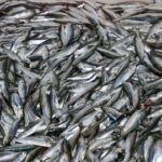 TÄNA AJALOOS ⟩ Eesti ja Läti vahel algas Räimesõda