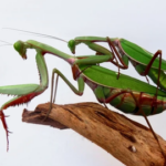 VAATA VIDEOT ⟩ Tõeline ristisõda – palvetajamardikad võtavad Euroopat üle