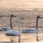 Vabatahtlikud toetavad riiklikku seirevõrku