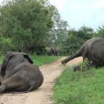 VIDEO ⟩ Nagu hiline kojuminek peolt: elevandid tuigerdasid savannis ja tekitasid hulgaliselt küsimusi