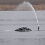 VIIMANE PINGUTUS ⟩ Saksamaal algab täna hiiglaslik operatsioon: rannale uhutud küürvaala üritatakse minema tassida