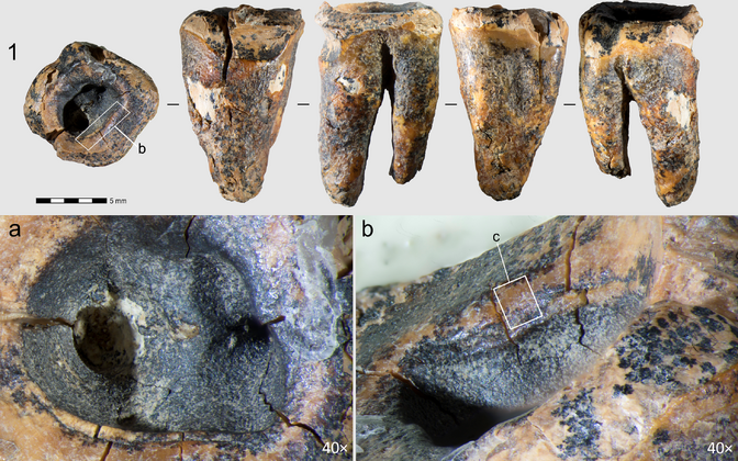 Iidne juureravi purustab müüdi neandertallaste kohmakusest