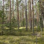 Koera terav nina avastab juuremädaniku