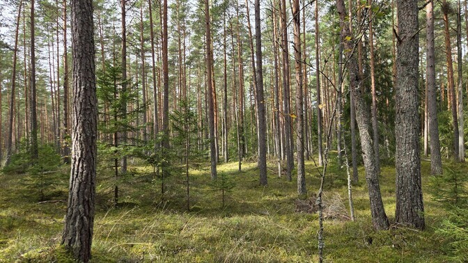 Koera terav nina avastab juuremädaniku
