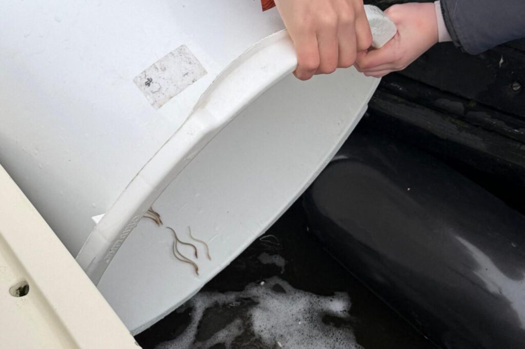 Linnalastest “loomakaitsjad” hävitavad inimeste kätetööd