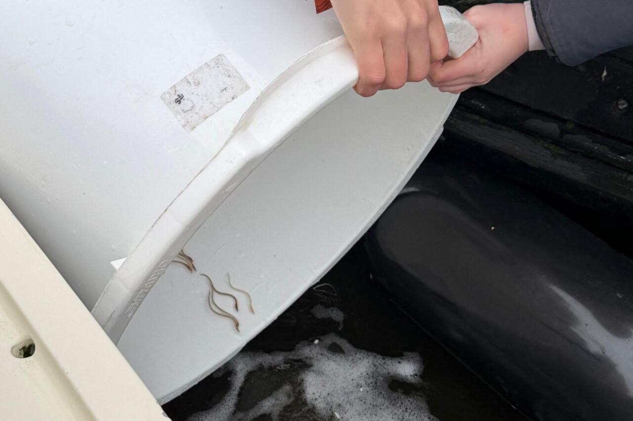 Linnalastest “loomakaitsjad” hävitavad inimeste kätetööd