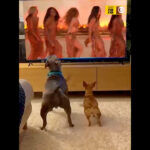 Reedene video