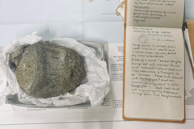 Esimene Antarktikast leitud dinosauruse luu lebas 40 aastat sahtlis