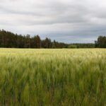 Põllukatse kinnitab vahekultuuride kasvatamise kasu põllumehele