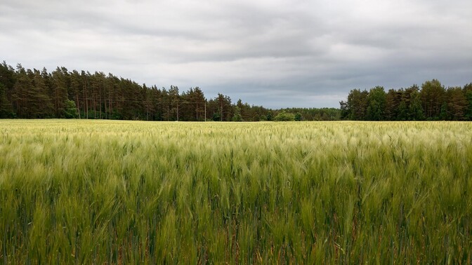 Põllukatse kinnitab vahekultuuride kasvatamise kasu põllumehele