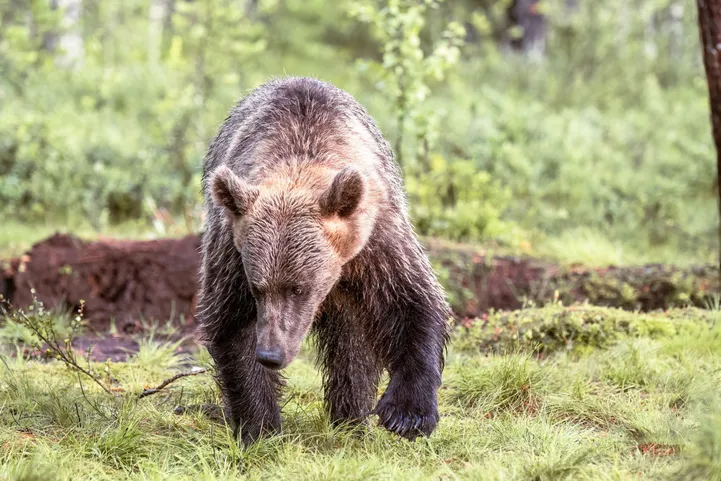 Pruunkaru Soomes Kainuu kandis augusti alguses.