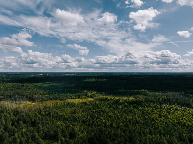 Maran: Euroopa metsad on väga suurte muutuste lävel