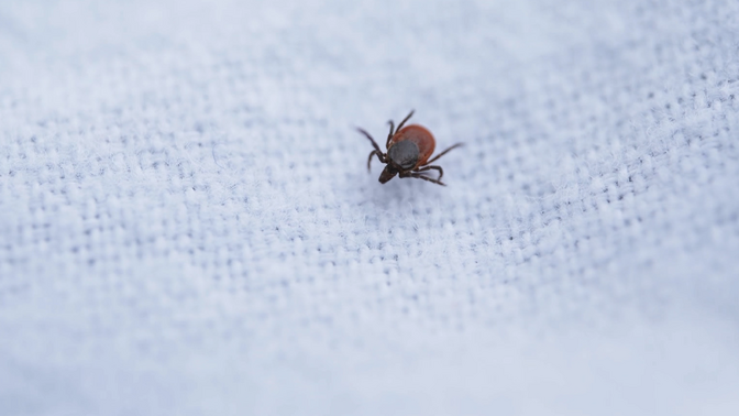 Terviseamet: puukentsefaliiti ja -borrelioosi haigestumine on kasvutrendis